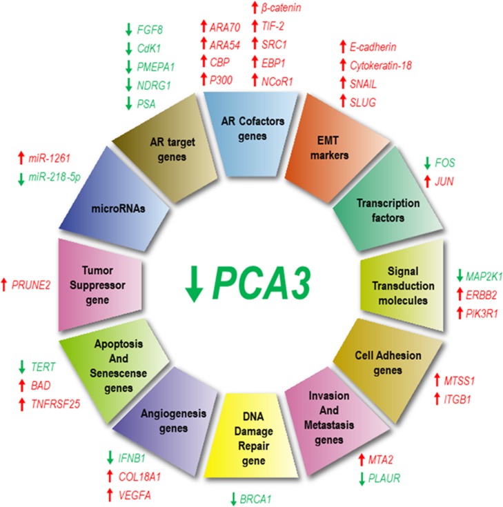 The long non-coding RNA PCA3: an update of its functions and clinical ...