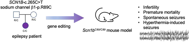 Graphical abstract