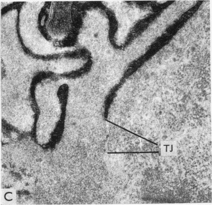 Fig. 1C