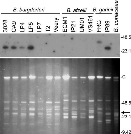 FIG. 1.