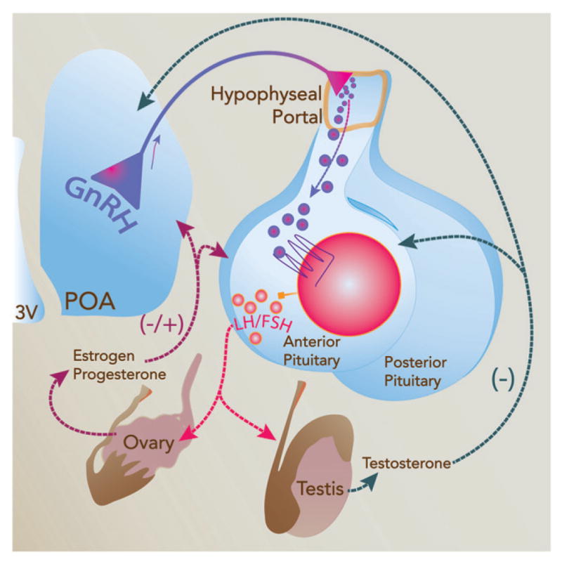 Hypothalamic Pituitary Adrenal And Hypothalamic Pituitary Gonadal Axes