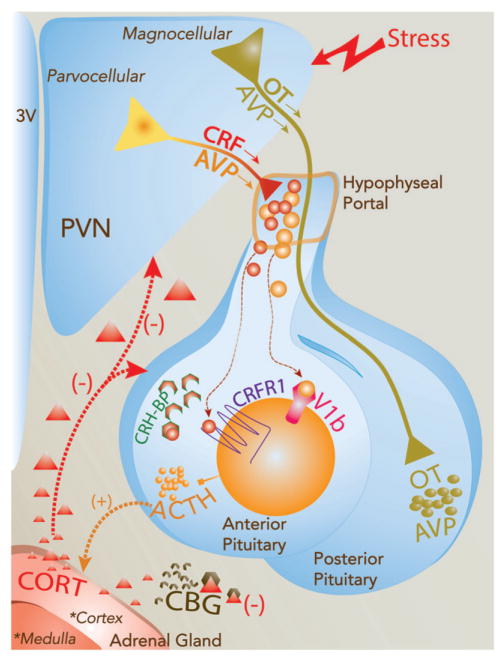 Hypothalamic Pituitary Adrenal And Hypothalamic Pituitary Gonadal Axes