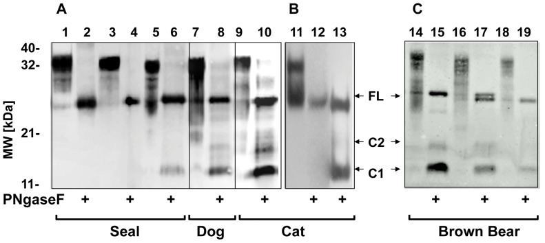 Figure 1.Western