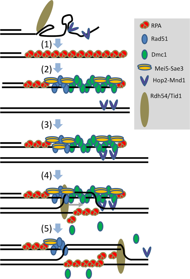 Figure 7.