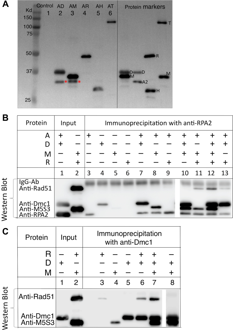 Figure 6.