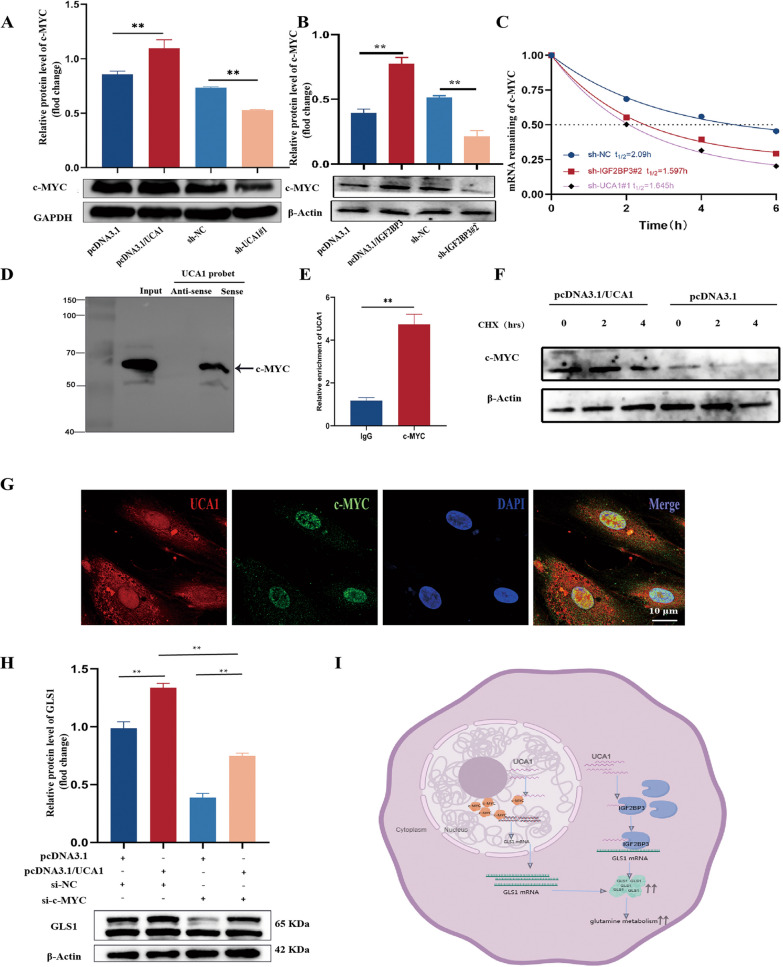 IGF2BP3 promotes glutamine metabolism of endometriosis by interacting ...