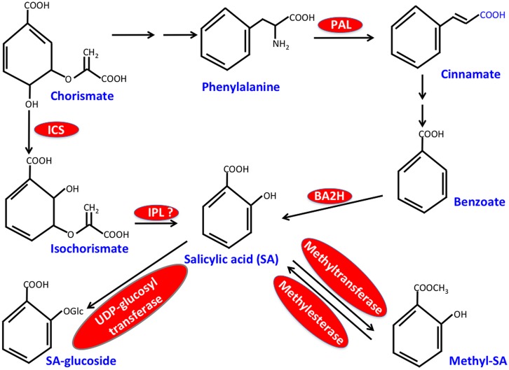 FIGURE 1