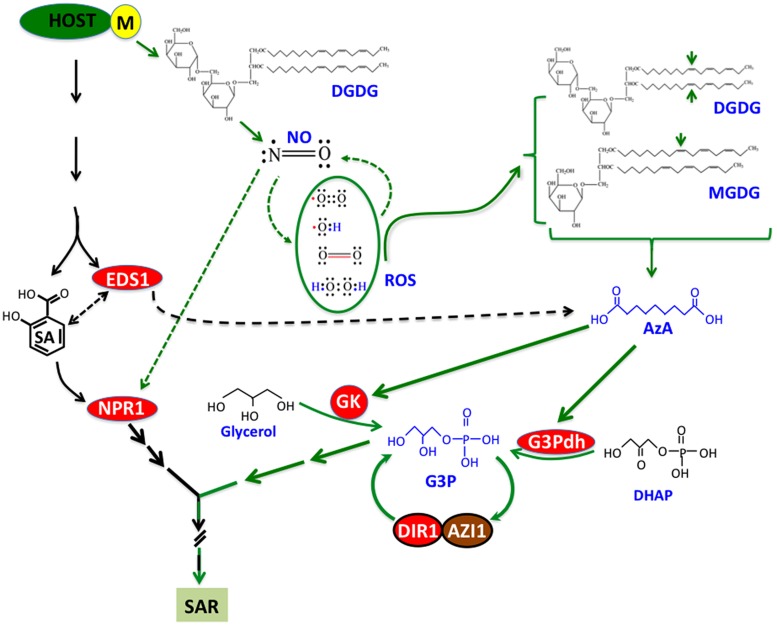 FIGURE 2