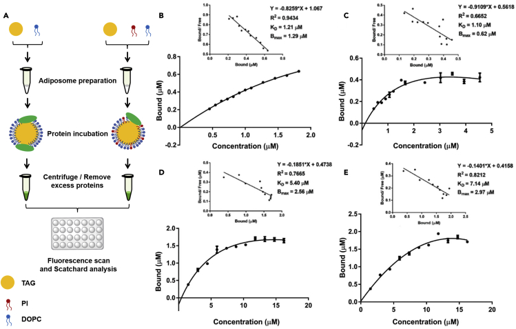 Figure 4