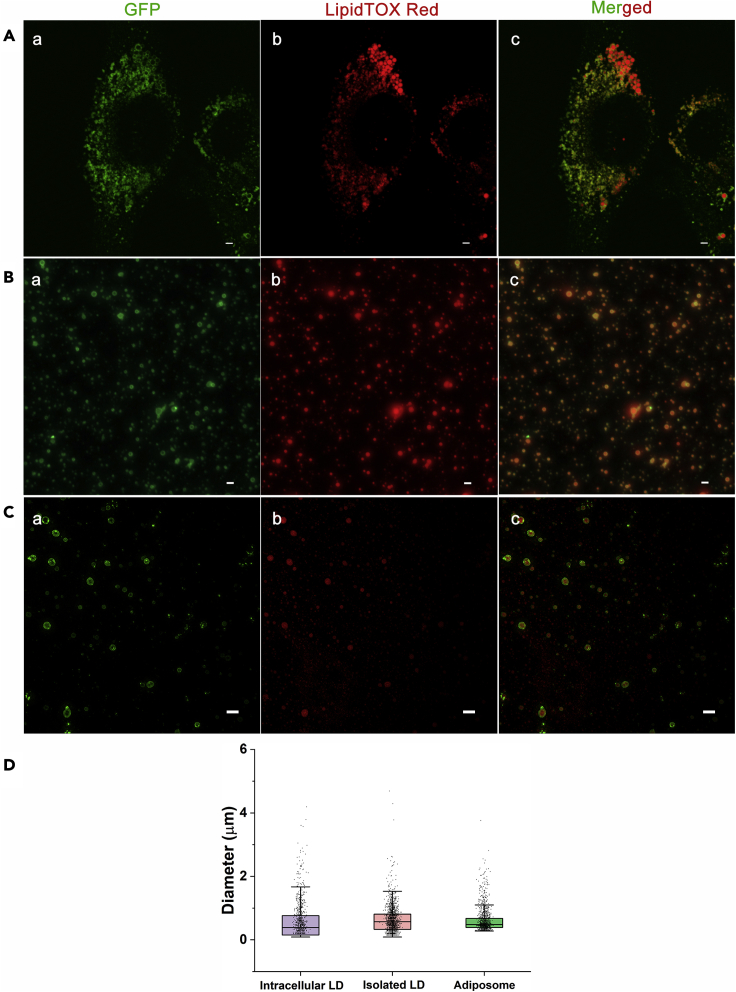 Figure 1