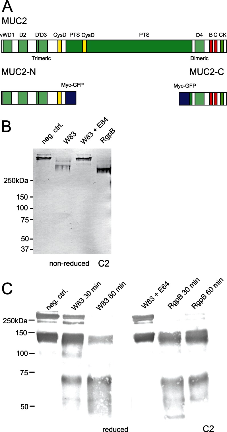 FIGURE 1.