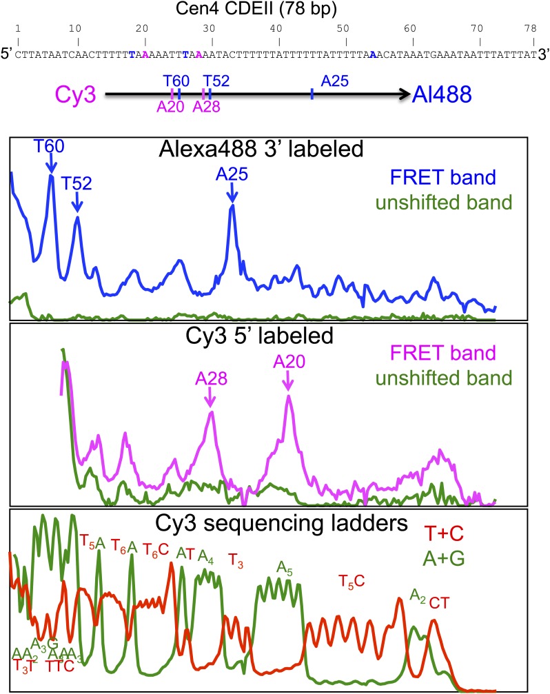 Figure 4—figure supplement 1.