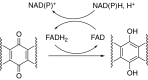 Fig. 27