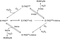 Fig. 20