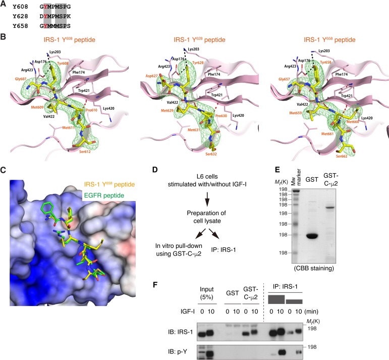 Figure 1—figure supplement 1.