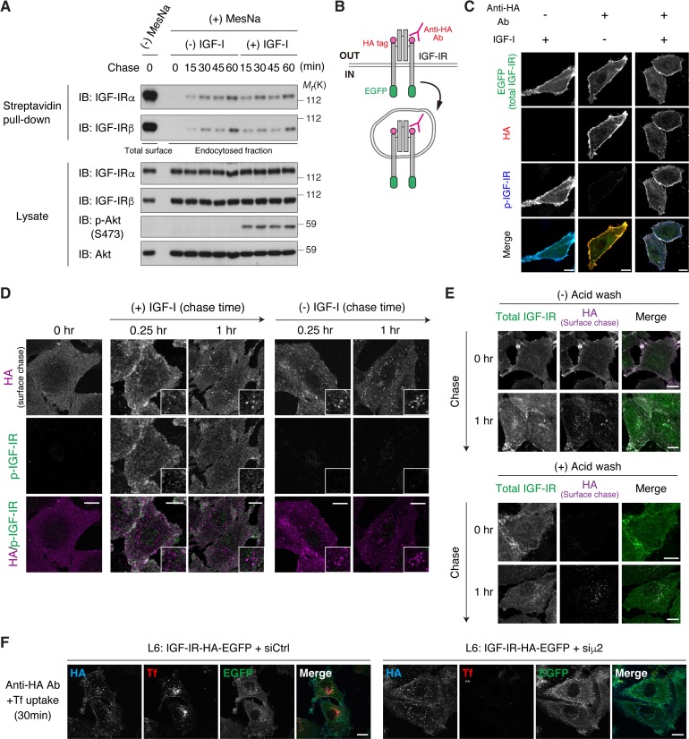 Figure 3—figure supplement 3.