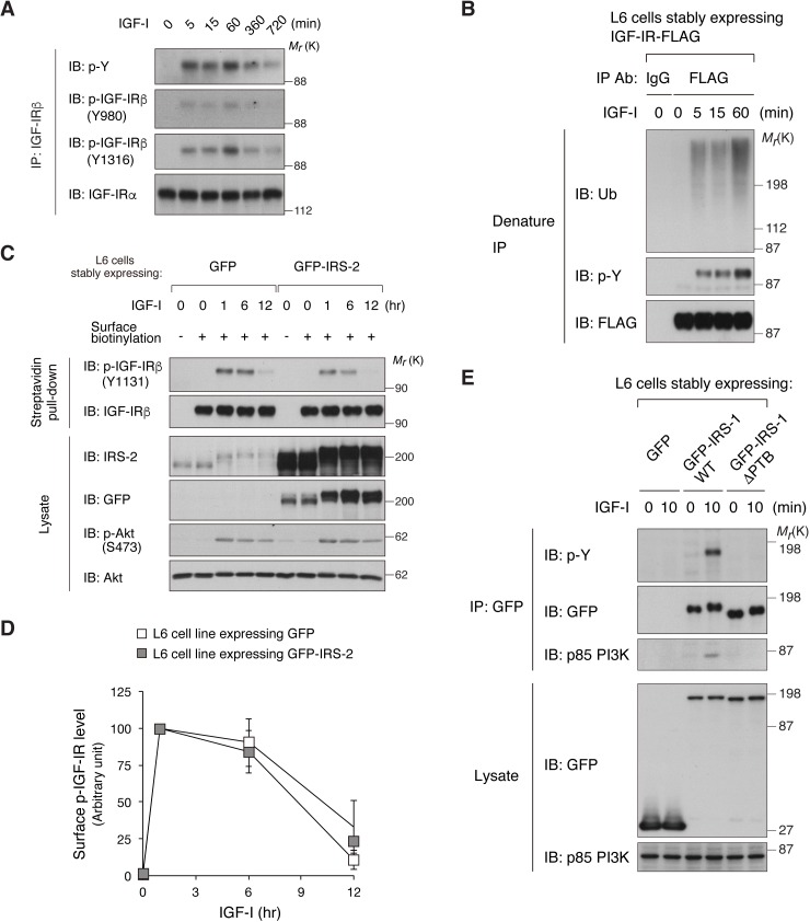 Figure 2—figure supplement 1.