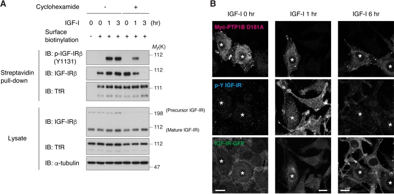 Figure 3—figure supplement 2.