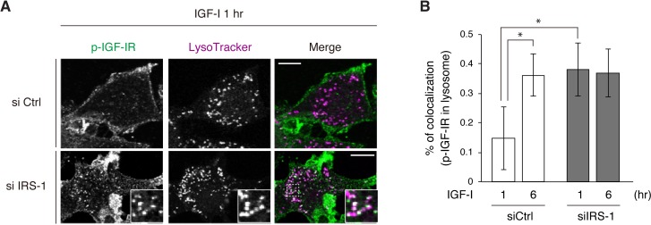 Figure 5—figure supplement 1.