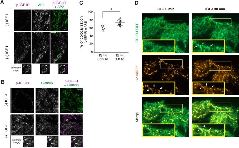 Figure 3—figure supplement 4.