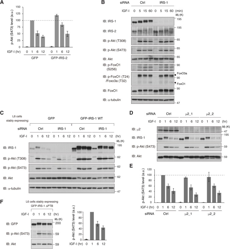 Figure 7—figure supplement 1.