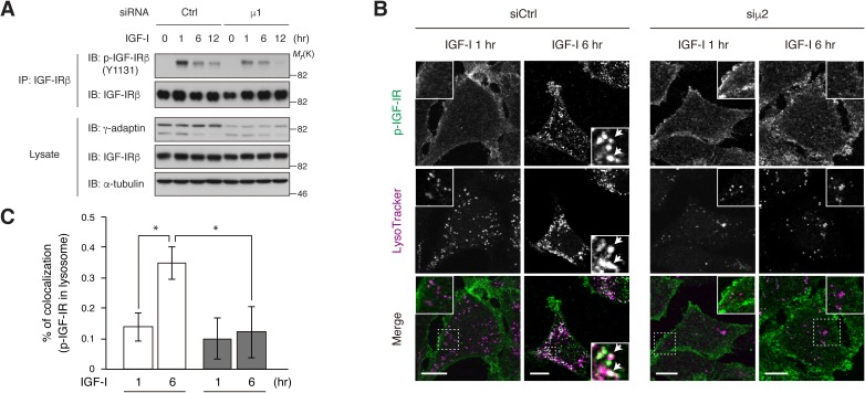 Figure 3—figure supplement 1.