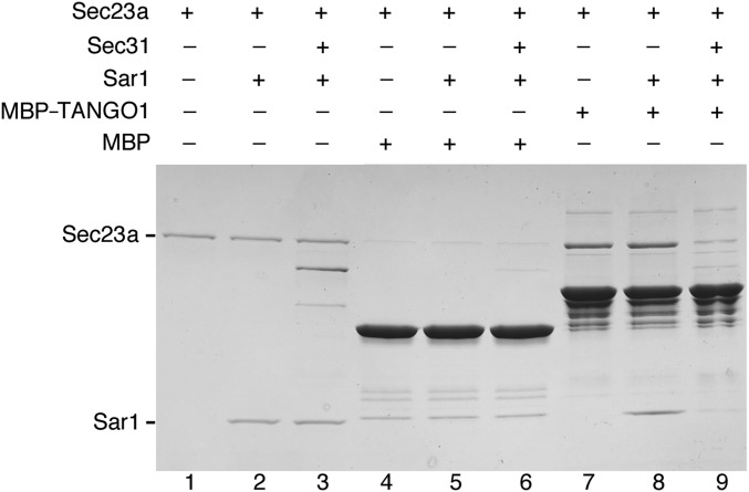 Fig. S4.