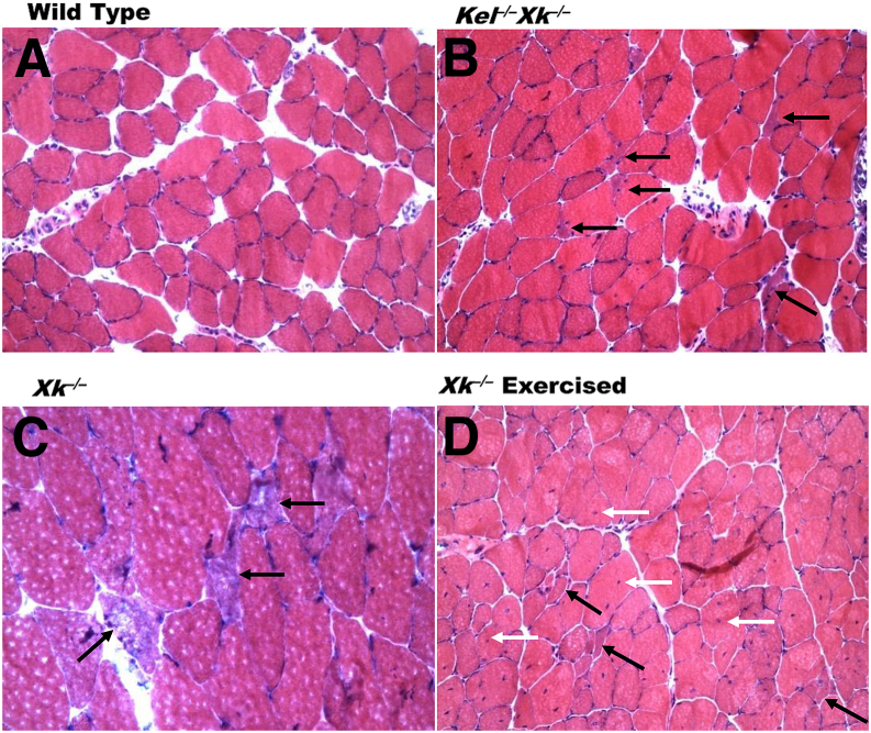 Figure 4