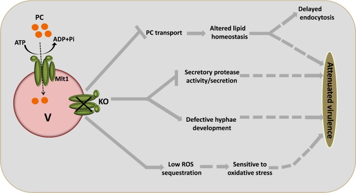 Figure 11