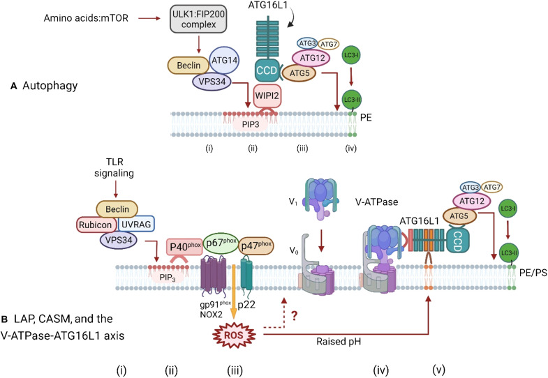 Fig. 2.