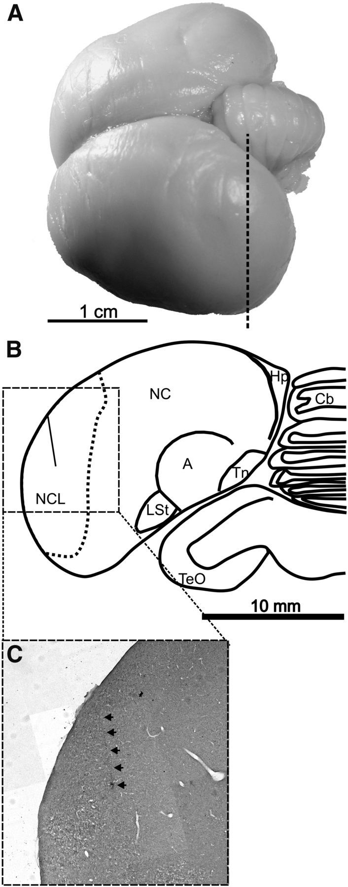 Figure 3.