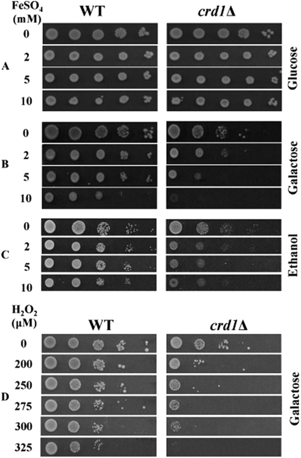 FIGURE 3.