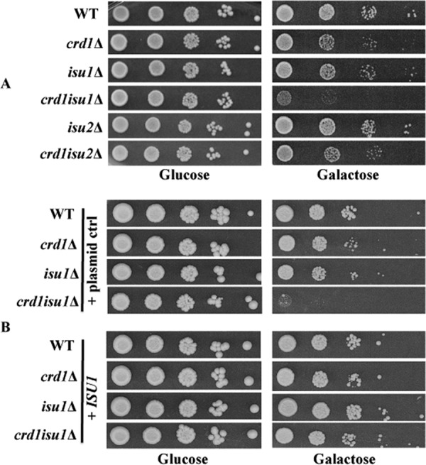 FIGURE 5.