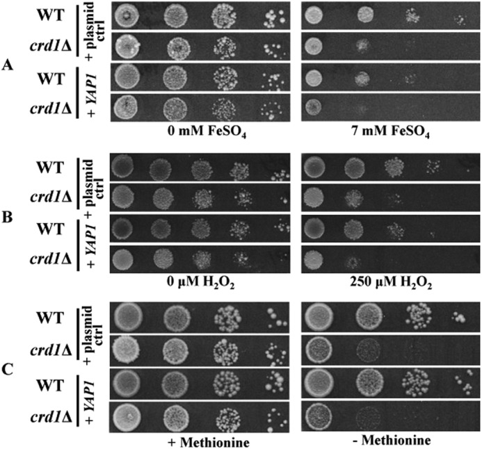 FIGURE 7.