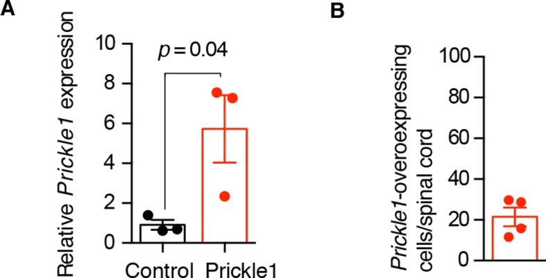 Figure 5—figure supplement 1.