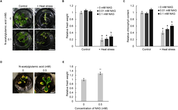 Figure 1. N-acetylglutamic acid alleviates heat stress in Arabidopsis thaliana. (A) Arabidopsis seedlings treated with 0.1 mM N-acetylglutamic acid (NAG) for 2 h, with or without heat stress (44°C, 1 h). Scale bar: 5 mm. (B) Fresh weight of seedlings treated with 0.01 mM and 0.1 mM NAG for 2 h, with or without heat stress. Error bars indicate standard error. n=9, p<0.05 (Tukey test). The letters indicate whether the difference is statistically significant. (C) Chlorophyll content of seedlings treated with 0.01 mM and 0.1 mM NAG for 2 h, with or without heat stress. Chlorophyll content (mM mg−1) was determined relative to the chlorophyll content of seedlings treated with 0 mM NAG and without heat stress. Error bars indicate standard error. n=9, p<0.05 (Tukey test). (D) Seedlings treated with 0.5 mM NAG upon prolonged heat stress (30°C, 1 week). Scale bar: 1 cm. (E) Fresh weight of seedlings treated with 0.5 mM NAG upon prolonged heat stress. The fresh weight of NAG-treated seedlings was compared to that of untreated seedlings. Error bars indicate standard error. n=30, ** p<0.01 (Student’s t-test).