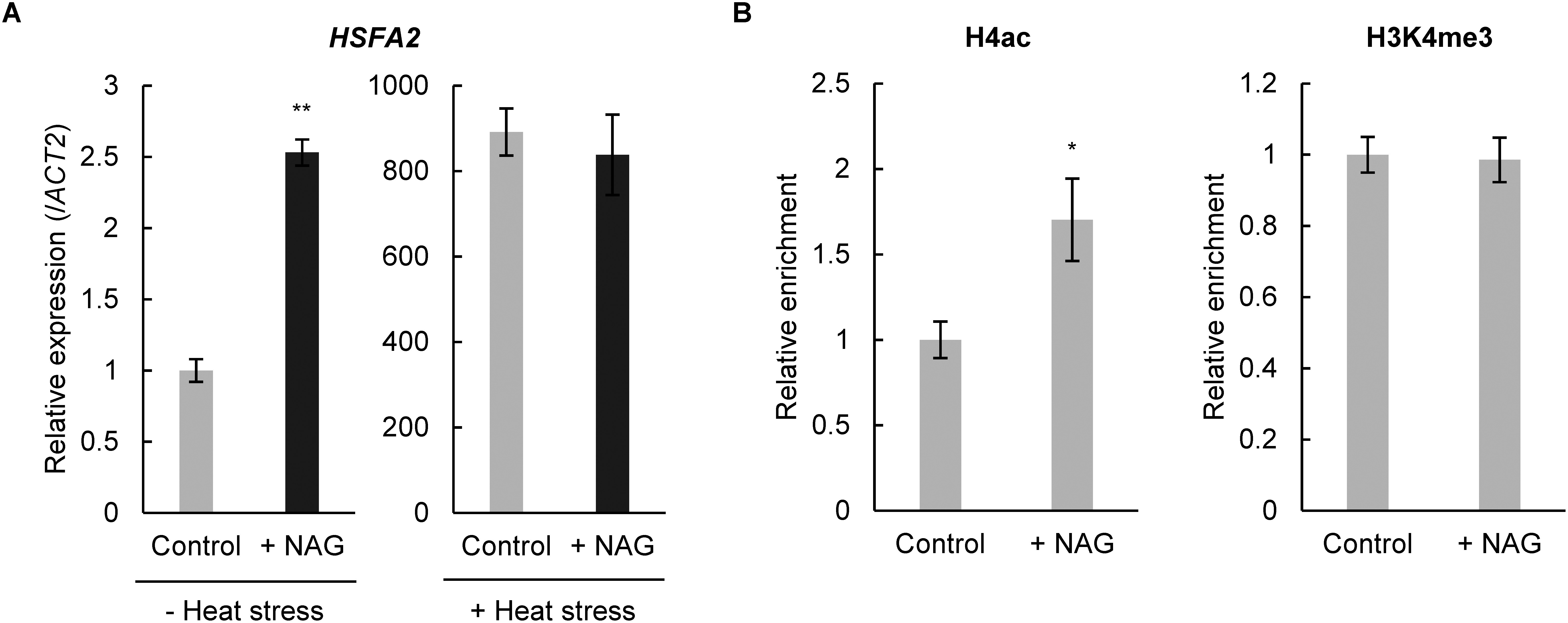 Figure 2. Expression levels and histone acetylation of HSFA2 increase following treatment with N-acetylglutamic acid. (A) Expression levels of HSFA2 in Arabidopsis seedlings treated with 0.1 mM N-acetylglutamic acid (NAG) for 2 h, with or without heat stress (44°C, 1 h). n=3, ** p<0.01 (Student’s t-test). (B) Histone H4 acetylation and H3K4me3 methylation levels at HSFA2 of seedlings treated with NAG for 2 h. n=3, * p<0.05 (Student’s t-test).