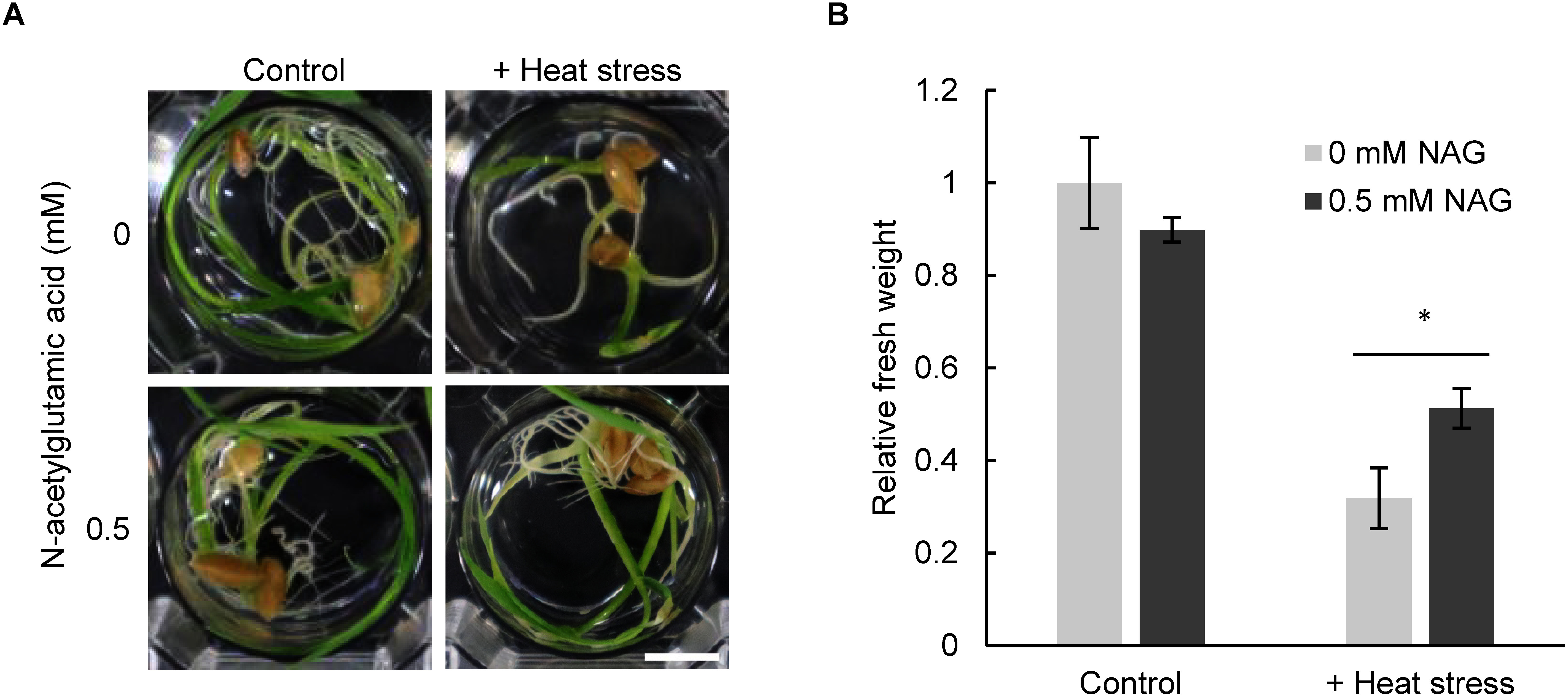 Figure 3. N-acetylglutamic acid confers tolerance to heat stress in Oryza sativa. (A) Rice seedlings treated with 0.5 mM N-acetylglutamic acid (NAG) for 24 h, with or without heat stress (44°C, 3 h). Scale bar: 10 cm. (B) Fresh weight of seedlings treated with 0.5 mM NAG for 24 h, with or without heat stress. n=9, * p<0.05 (Student’s t-test). Fresh weight was determined relative to the fresh weight of seedlings treated with 0 mM NAG and without heat stress.