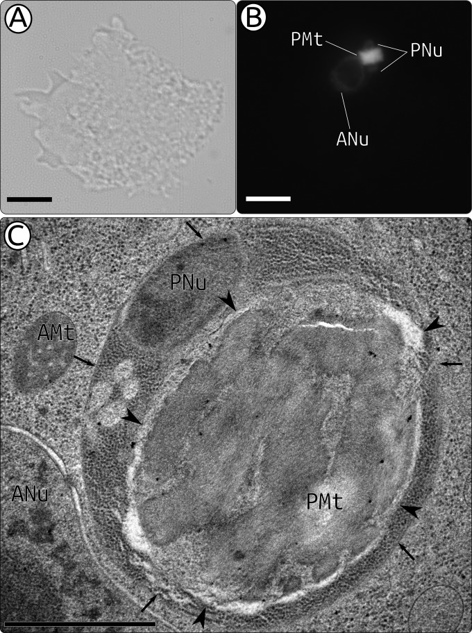 FIG 1 