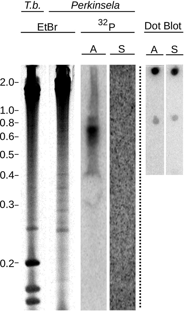 FIG 3 