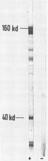 117