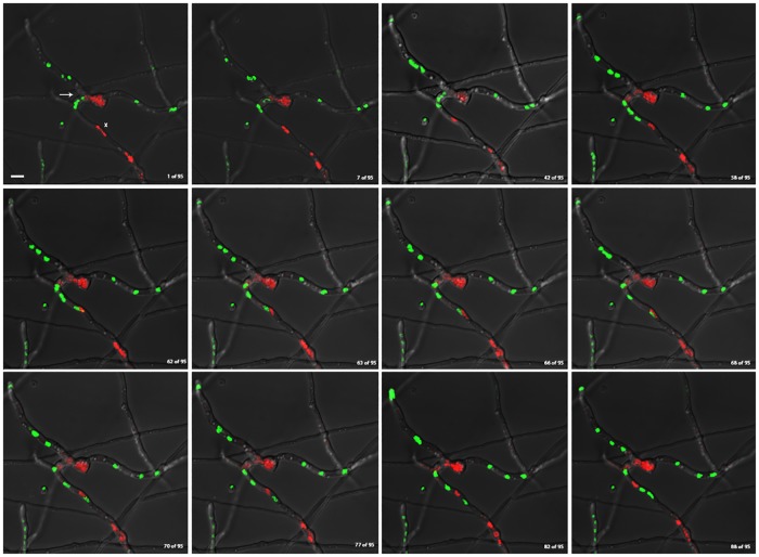 Fig 3