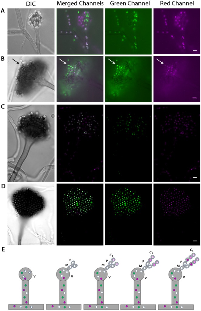 Fig 4