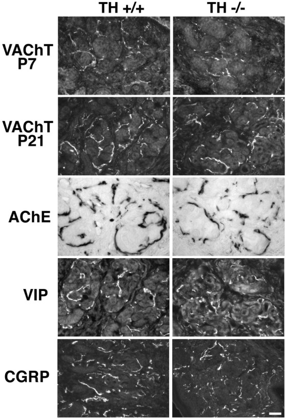 Fig. 9.