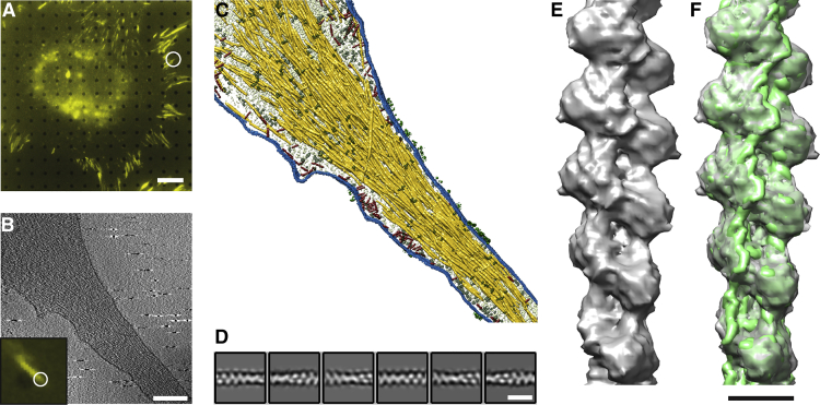 Figure 2