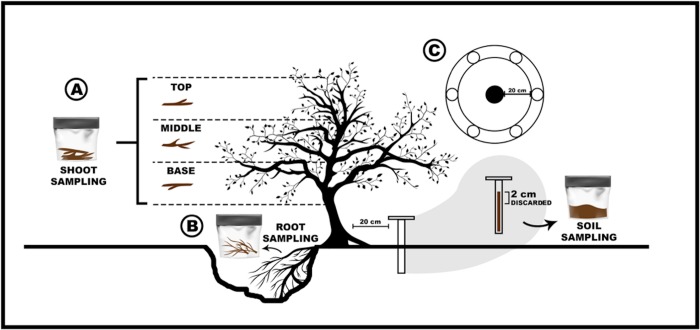 Fig 1