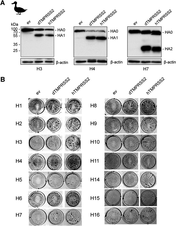 FIG 6