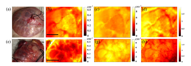 Fig. 3