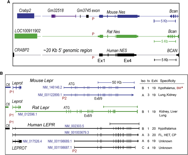 Figure 1