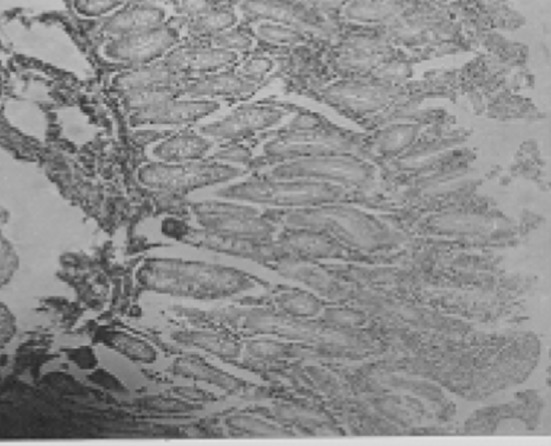 Fig. 7